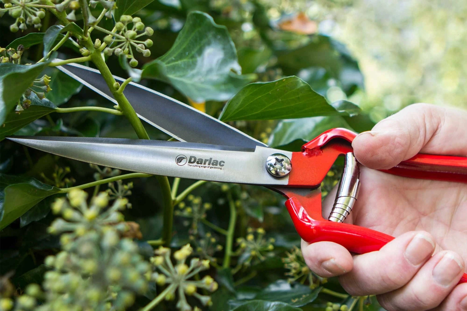 Darlac Perenial Shear - Image 2