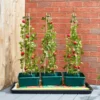 Smart Garden Tomato Gro-Box Triple Pack