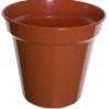 White Furze 38cm (15') Pot - Terracotta