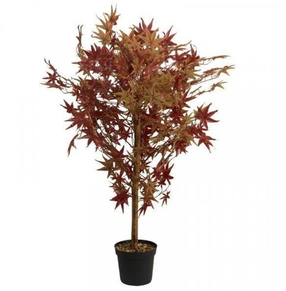 Smart Garden Red Acer - Image 2