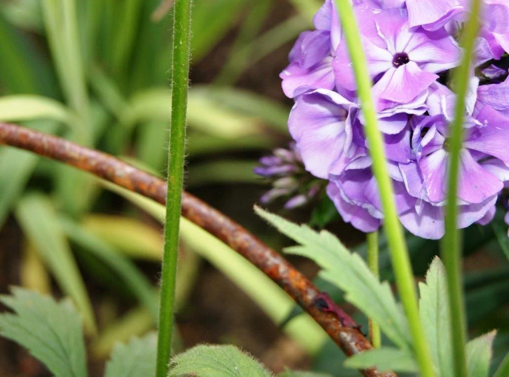 Poppy Forge Bell Cloche - Pack Of 2 - Image 2